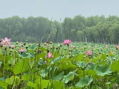 -东郊湿地公园
