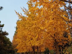 -元大都城垣遗址公园