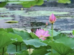 -莲花池公园