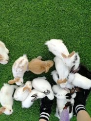 -萌宠亲子动物乐园(槐房万达店)