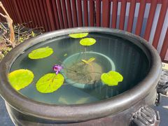 -龙华素斋(龙华路店)