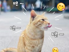 -西园寺