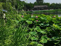 -西海子公园