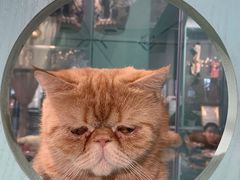 -猫小院猫主题餐厅(三里屯店)