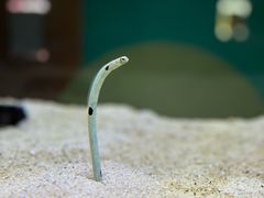 -大阪海游馆