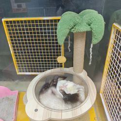 -神奇动物撸宠馆·羊驼·小浣熊·异宠(豫园店)