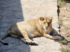 -西霞口神雕山野生动物世界