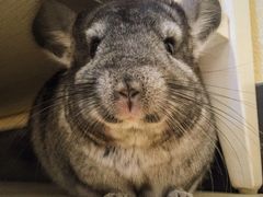 -瑞派·关忠动物医院·异宠专科·犬猫肿瘤·皮肤专科(望京店)