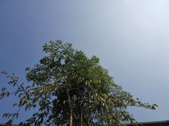 -马家斑.鲜鱼火锅(松湖万科店)
