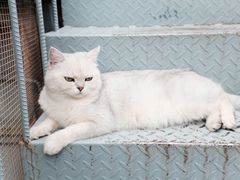 -喵屿·大理花园猫咖