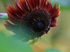 -光明小镇欢乐田园