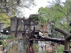 -枣阁园滴滴自助餐