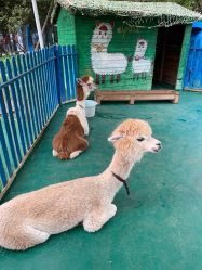 -萌宠亲子动物乐园(槐房万达店)