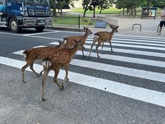 -奈良公园