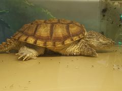 -上海大自然野生昆虫馆(东方明珠·爬宠昆虫探索中心)