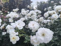 -人民公园(罗湖区)