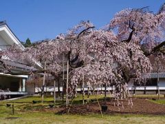 -醍醐寺