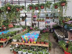 -江阴花鸟市场