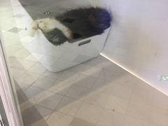 -猫冇咖·家门口的撸猫馆(大融城店)