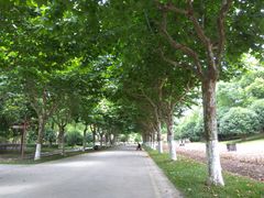 -上海鲜花港