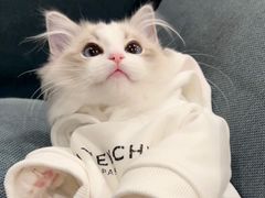 -青奢宠物·青奢猫舍