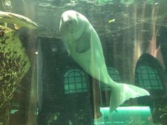 -悉尼海洋生物水族馆