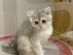 -青奢宠物·青奢猫舍