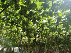 -陶然饺子城(奥体中路店)