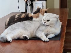 -有猫主题·治愈系猫咖(曾厝垵店)