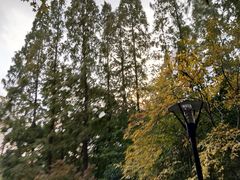 -徐家汇源景区-衡山公园