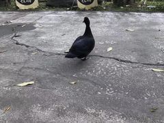 -瑞穗牧场