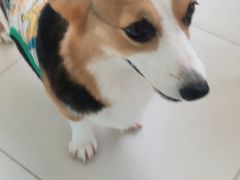 -怪兽屋·羊驼·猫咖·狗咖(俊华广场店)