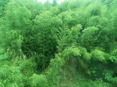 -九鲤溪瀑景区