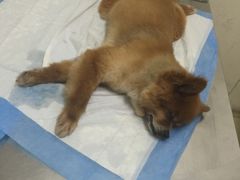 -爱侣宠医·鹦鹉专科·小型哺乳类·异宠专科(灵石路店)