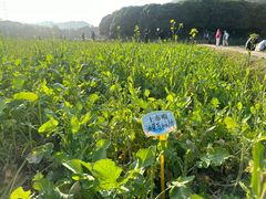 -八卦田遗址公园