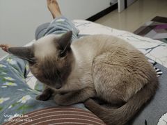 -宠福鑫康馨动物医院·骨科·眼科