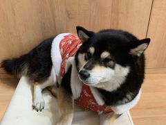 -是阿柴呀！柴犬咖啡·爱喵喵猫咖