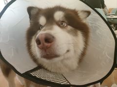 -Let's go狗咖·猫咖·奶狗·桌游(春熙路IFS店)