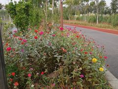 -上海长兴岛郊野公园