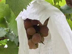 -马陆小张葡萄园农家乐