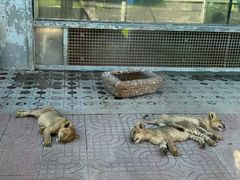 -西霞口神雕山野生动物世界