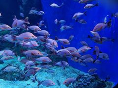 -成都浩海立方海洋公园