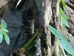 -上海大自然野生昆虫馆(东方明珠·爬宠昆虫探索中心)