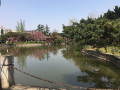 -嘉定紫藤园