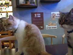 -喵园·猫主题咖啡厅·撸猫·猫咖(国贸店)