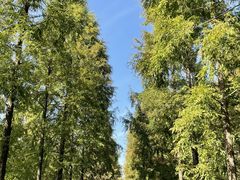 -黄海国家森林公园