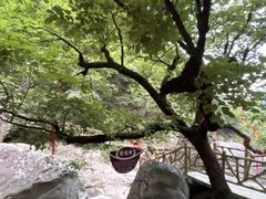 -洛阳白云山景区