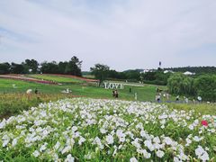 -大塘金香草谷