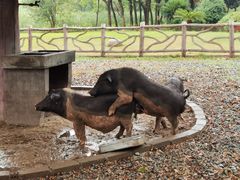 -昆山城市生态森林公园