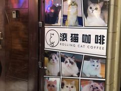 -滚猫咖啡·猫咖·猫友好撸猫(未来城店)